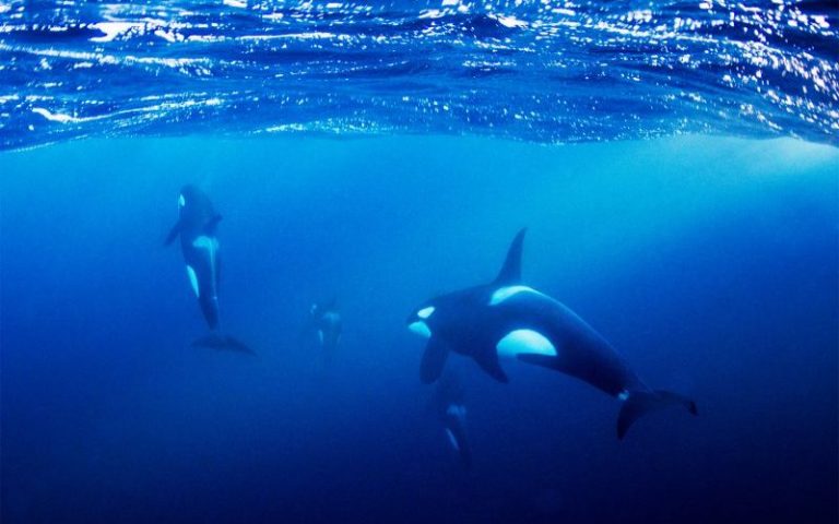 Snorkle med Spekkhuggere fra Andenes