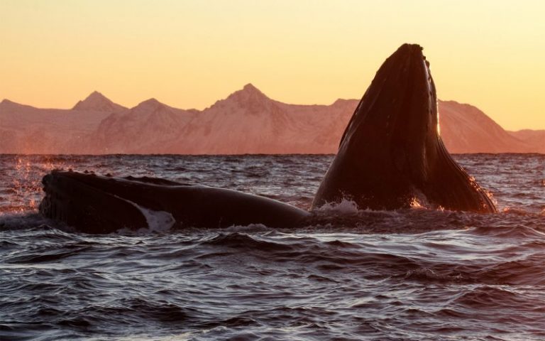 NORD-rib-midnattssolsafari-paa-lofoten-2