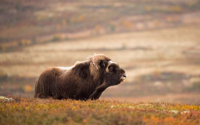 Opphold med Moskussafari på Rondane Høyfjellshotell